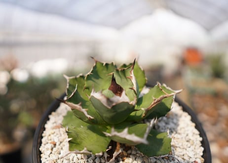 agave titanota 　dwarf　No.2