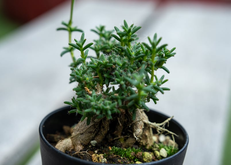 トリコディアデマ ステラツム 宙来宝 | mana's farm:塊根植物