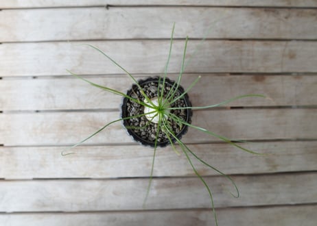 アルブカ　フミリス　 Albuca humilis