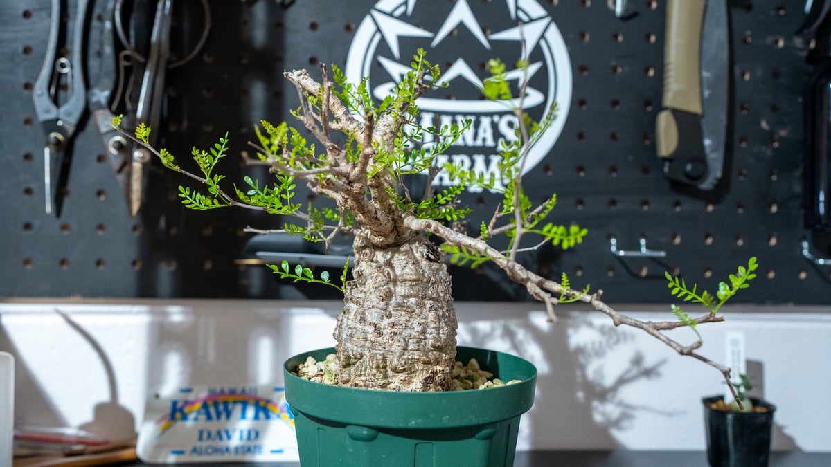 販売中No.1パキプスの2か月前の写真 | mana's farm:塊根植物・アガベ