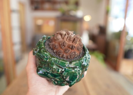 亀甲竜　Dioscorea elephantipes
