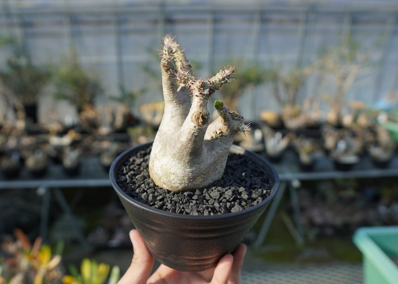 パキポディウム マカイエンセ良形3分岐 パキポディウム マカイエンセ Pachypodium makayense No.3 | man