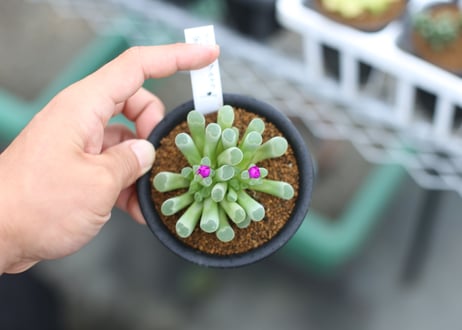 フリチア　プルケア　光玉