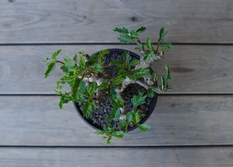 センナ メリディオナリス Senna meridionalis | mana's green: センナ メリディオナリス Senna meridionalis | mana's green: