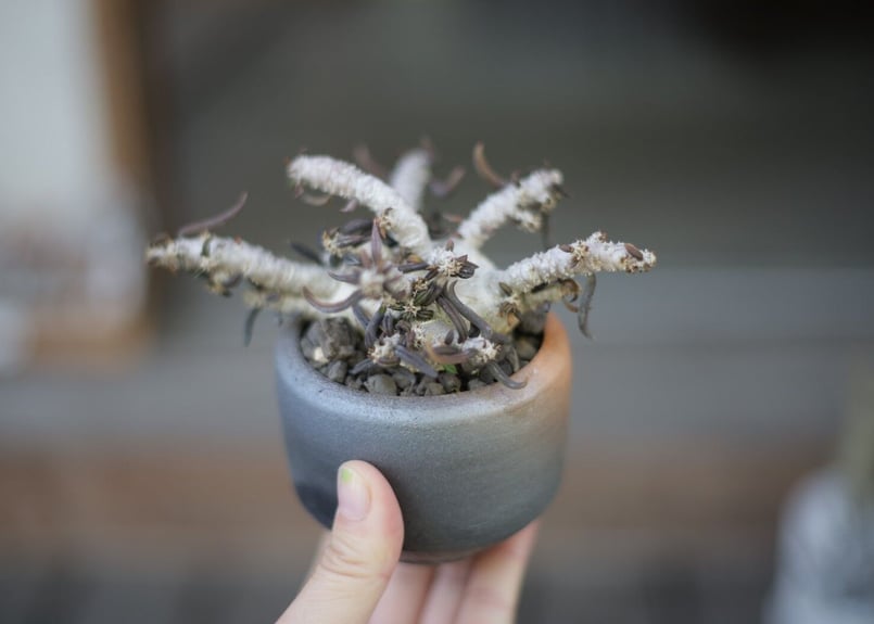 ユーフォルビア キリンドリフォリア Euphorbia cylindrifolia ユーフォルビア キリンドリフォリア Euphorbia cylindrifolia