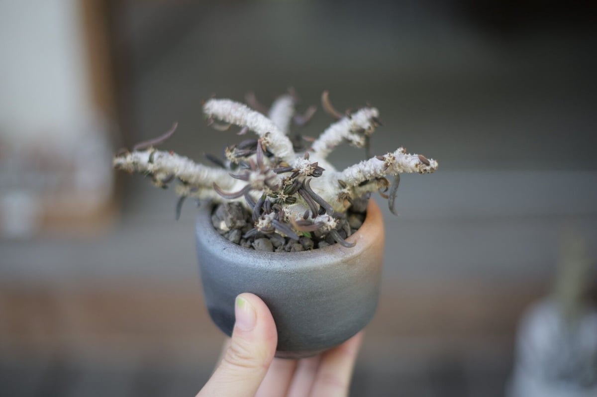 ユーフォルビア キリンドリフォリア Euphorbia cylindrifolia | man