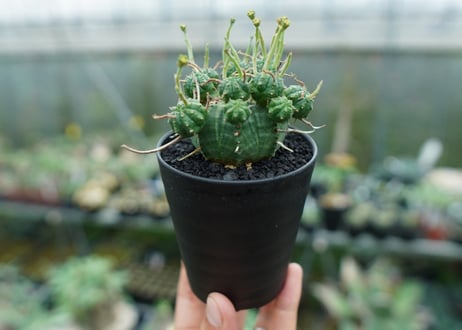 ユーフォルビア　バリダ　Euphorbia valida　No.8