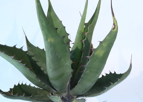 Agave asperrima x gentryi 'Jaws'