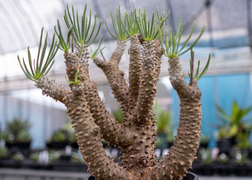 チレコドン　ワリチー　No.001　鉢、送料込　メルカリ便 チレコドン ワリチー No.001 鉢、送料込 メルカリ便 - メルカリ