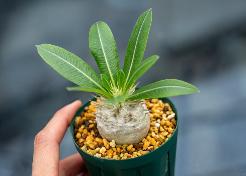 パキポディウム レウコキサンツム | mana's farm:塊根植物・アガベ