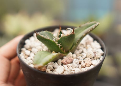Agave titanota ”arrow”　カキコ　No.5