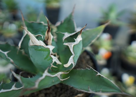 アガベ　チタノタ　agave titanota　A5