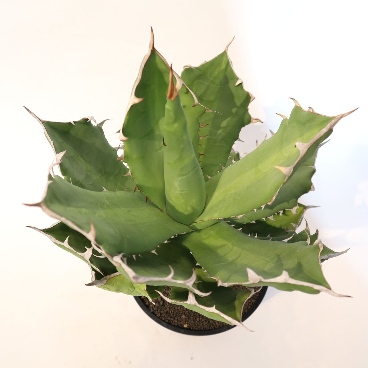 アガベ チタノタ シエラミクスティカ no.7 | mana's farm:塊根植物