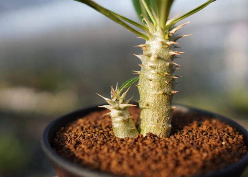 パキポデュウム ホロンベンセ2頭【2】 | mana's farm:塊根植物