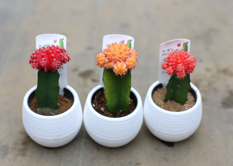 サボテンセット | mana's farm:塊根植物・アガベ・ドライガーデン植物