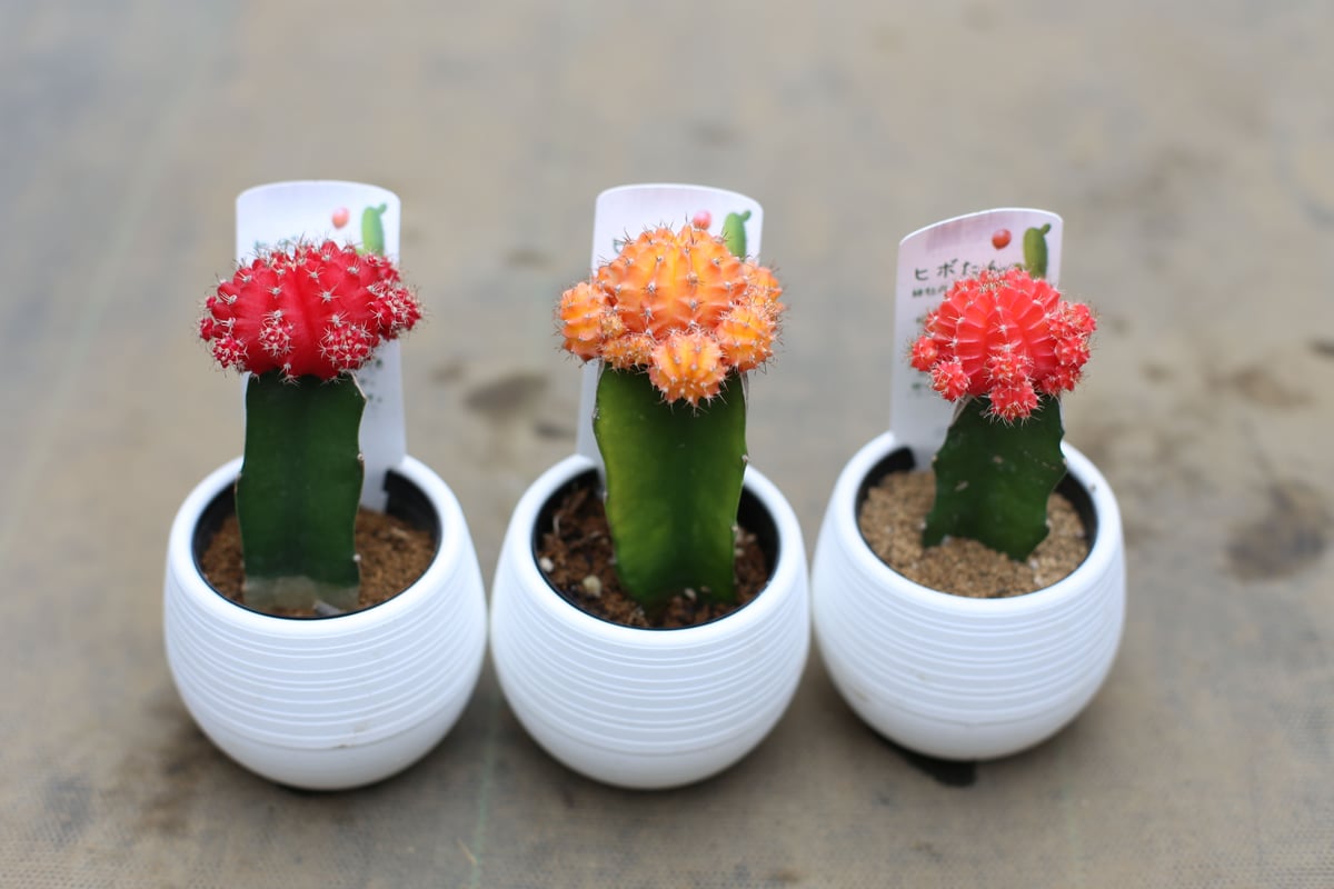 アロマストーンモンステラ&サボテンセット 楽天市場】アロマストーン 天然石 アロマオイル セット アロマ