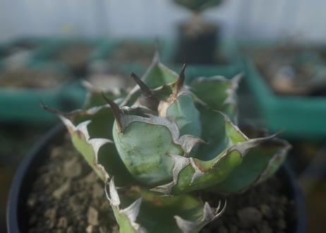アガベ　チタノタ　 ブラックアンドブルー 　Agave titanota black and blue　No.1