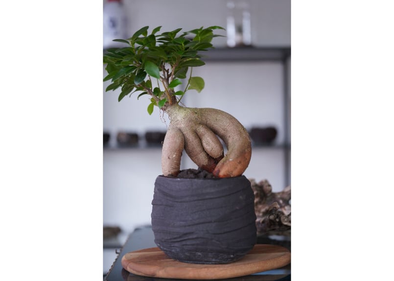 Ficus microcarpa | mana's farm:塊根植物・アガベ・ドライガーデン
