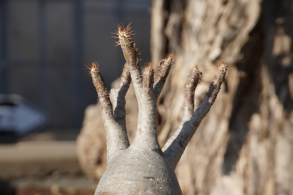 パキポディウム グラキリス No.2 | mana's farm:塊根植物・アガベ