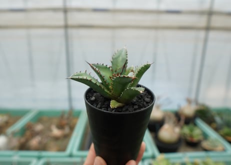 アガベ　チタノタ　FO-76　agave titanota  FO-76