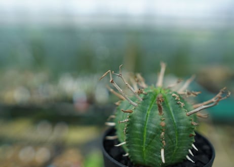ユーフォルビア　スーパーバリダ　Euphorbia super valida