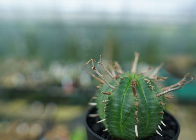 ユーフォルビアバリダ　確認用 ユーフォルビア スーパーバリダ Euphorbia super valida | mana's