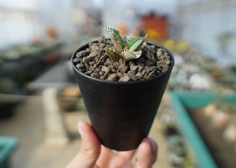 カキコアガベ　チタノタ　FO-76　agave titanota  FO-76　No.4