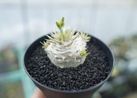 パキポディウム　恵比寿大黒　Pachypodium Densicaule　No.2
