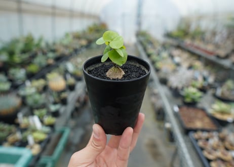 亀甲竜　Dioscorea elephantipes