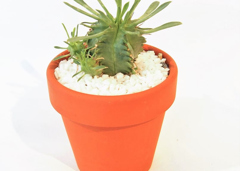 ユーフォルビア 笹蟹丸 | mana's farm:塊根植物・アガベ・ドライ