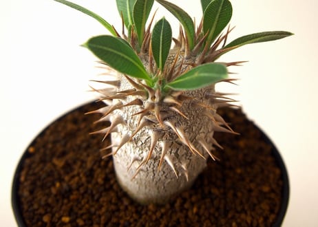 パキポディウム ロスラーツム　 Pachypodium rosulatum no.2