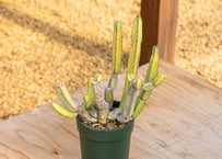 Agave Mr Ripple | mana's green:塊根植物販売|マナズグリーン Agave Mr Ripple | mana's green:塊根植物販売|マナズグリーン