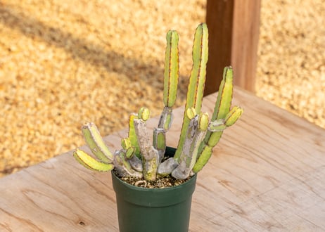 CATEGORY ユーフォルビア | mana's farm:塊根植物・アガベ