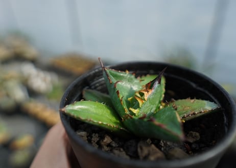 アガベ　チタノタ　ブルー　agave titanota Blue 　No.3