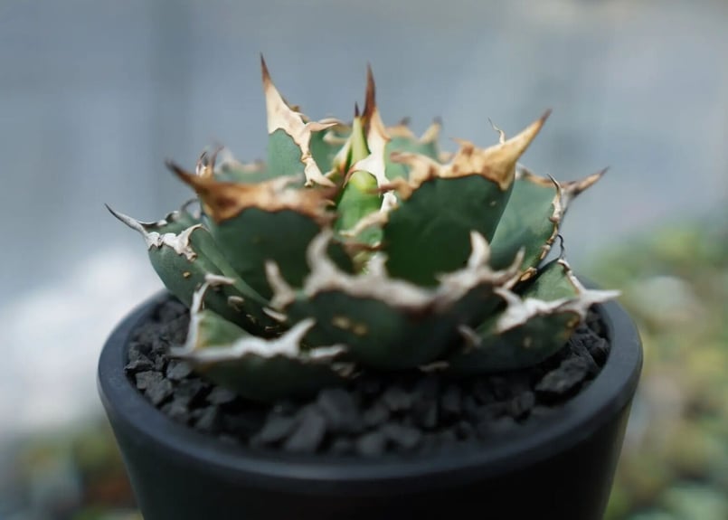 11月末まで　アガベ　チタノタFO-76ドワーフ＋マクロアカンサ子株 アガベ チタノタ FO 76 子株 11月末まで アガベ チタノタFO-76ドワーフ