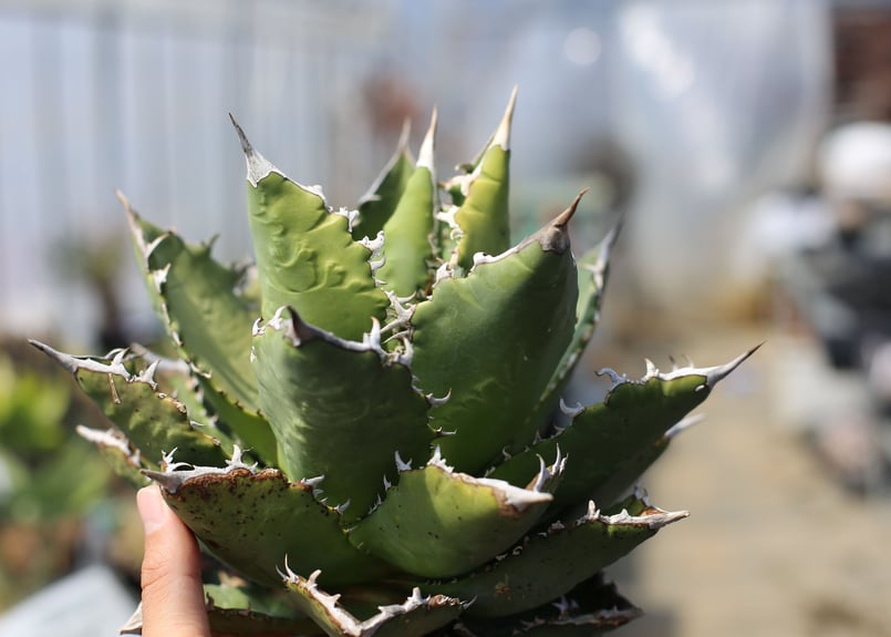 アガベ チタノタ オテロイ | mana's farm:塊根植物・アガベ・ドライ