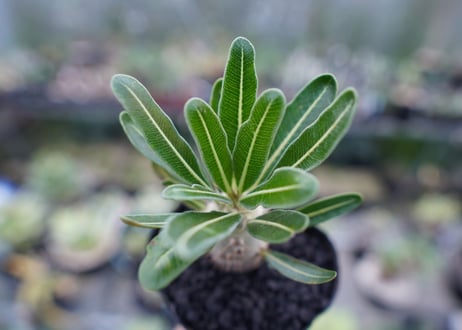 パキポディウム　カクチぺス　Pachypodium cactipes  No.1