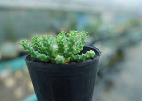 ユーフォルビア　ゴルゴニス　Euphorbia gorgonis  No.2