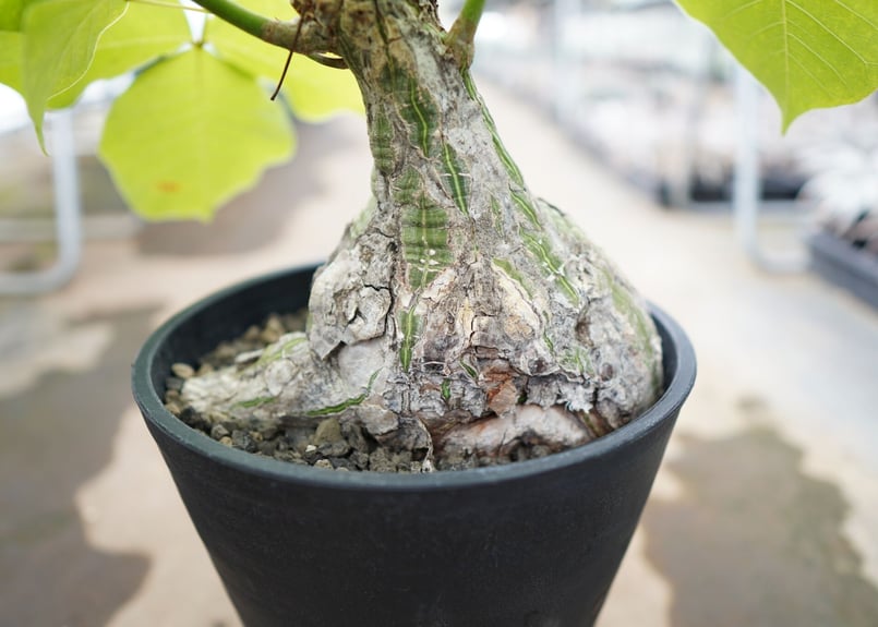 現代版の盆栽】プセウドボンバックス エリプティクム | mana's farm