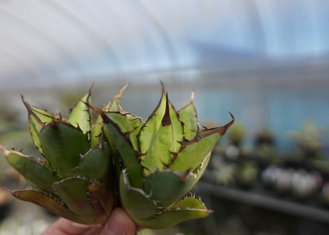 agave titanota 剣竜　No.2