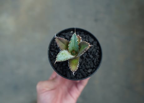 アガベ　チタノタ　FO-76　Agave titanota  FO-76　No.2
