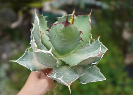 Agave titanota 白鯨 B NO.8
