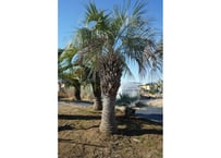 ココスヤシ　Butia capitata No.3　8/31まで送料無料