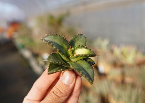agave titanota ソーラーエクリプス　 NO.2