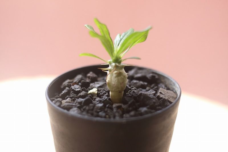 アンボンゲンセ　実生　塊根 良すぎる ・ ・ ・ ・ #pachypodium #ambongense #seedling