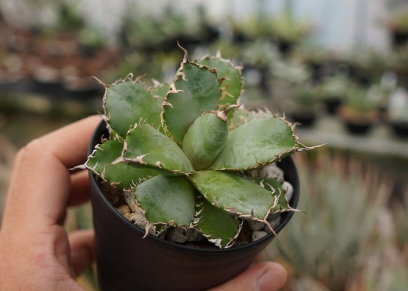 アガベ チタノタ フィリグリー NO.2 | mana's farm:塊根植物・アガベ