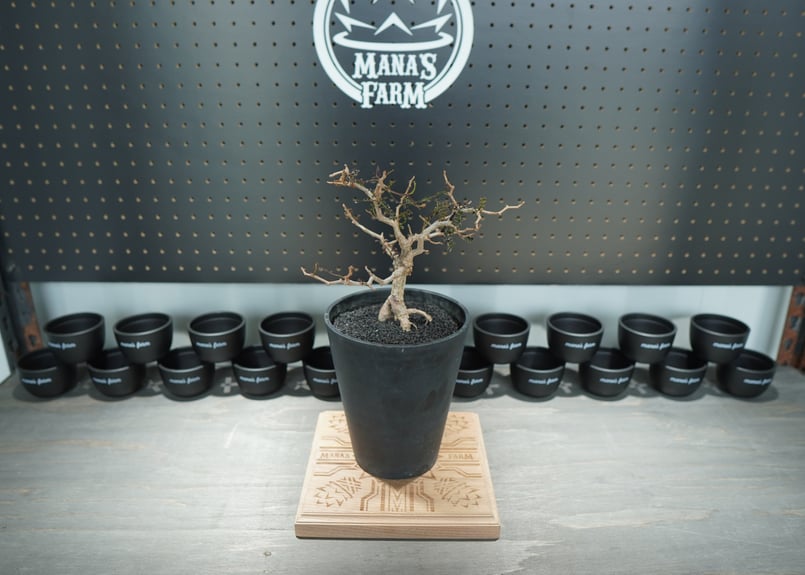 オペルクリカリア パキプス 沖縄管理株 | mana's farm:塊根植物