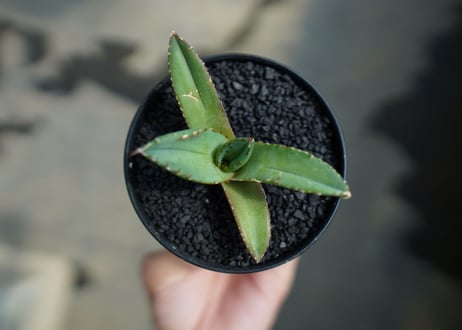 アガベ　チタノタ　FO-76　agave titanota  FO-76　No.7