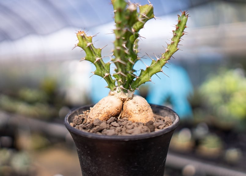 ユーフォルビア クンチー | mana's farm:塊根植物・アガベ・ドライ