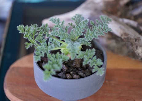 Pelargonium appendiculatum